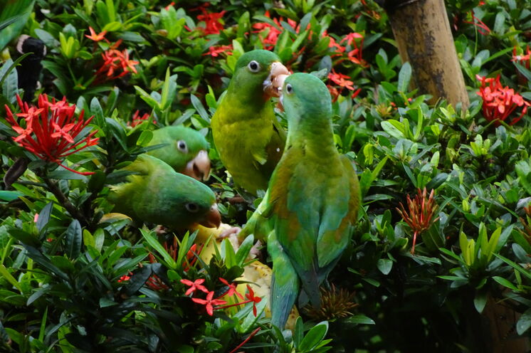 In Costa Rica kommen etwa 3x so viele Vogelarten vor, wie in Deutschland