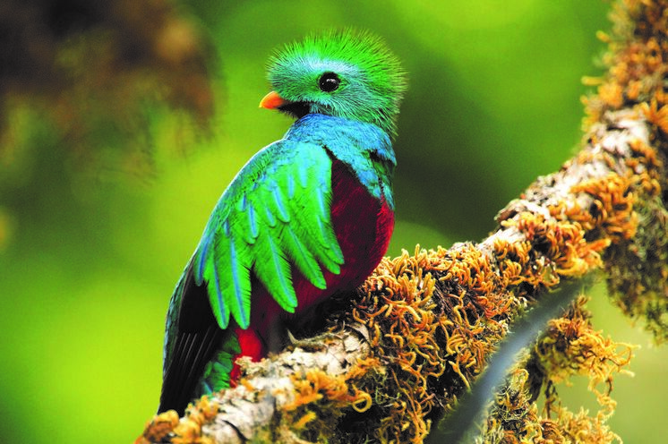 Sagenumwobene Quetzale bewohnen die Nebelwälder