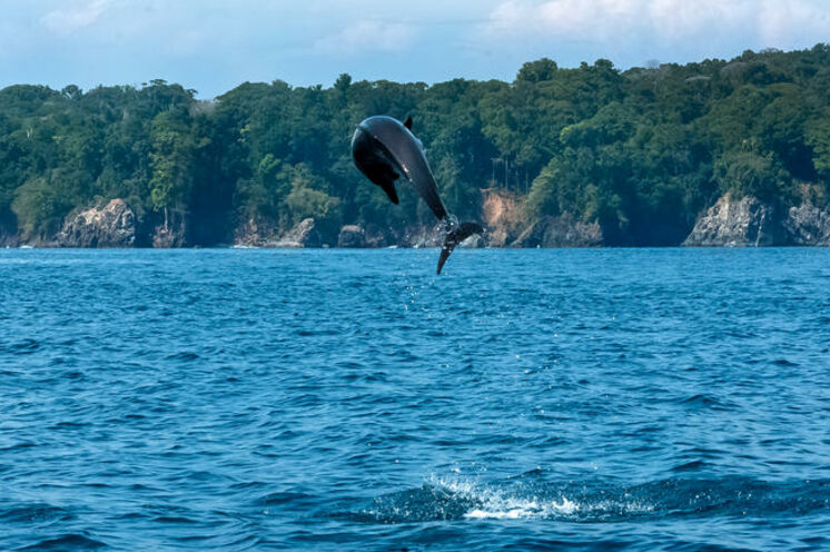 Delfine sind häufige Begleiter bei dem Ausflug zur Isla del Caño (Tag 12)