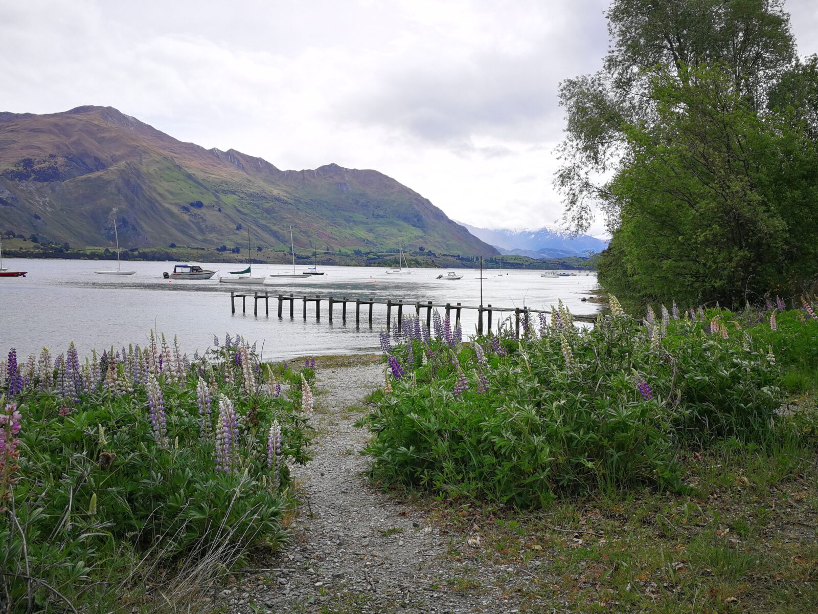 Ein schmaler Kiesweg führt durch blühende, lila und rosa Lupinen an das Ufer des Lake Wānaka in Neuseeland. Im ruhigen Wasser liegen kleine Boote vor einem alten Holzsteg, eingerahmt von grünen Berghängen unter bedecktem Himmel.