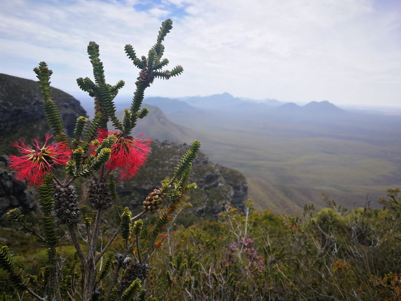 Die leuchtend roten Blüten einer endemischen Barrens Regelia im Vordergrund vor dem weitläufigen Gebirgspanorama im Südwesten Australiens. Der Blick reicht von einer felsigen Anhöhe im Stirling-Range-Nationalpark über dunstige Täler und sanfte Hügel.