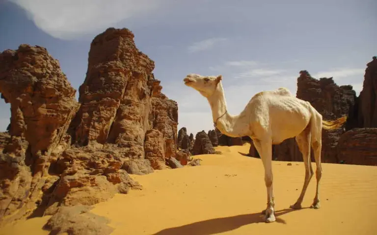 Beginn der Wanderung im Tassili N`Ajjer mit Kamelbegleitung