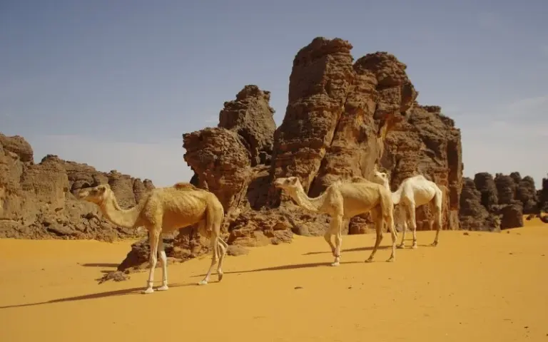 Durch Sand und spektakuläre Felsformationen nach Tiharamieouine