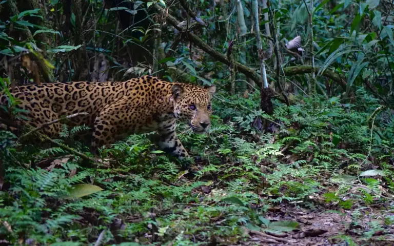Unterwegs auf den Spuren der Pumas und Jaguare