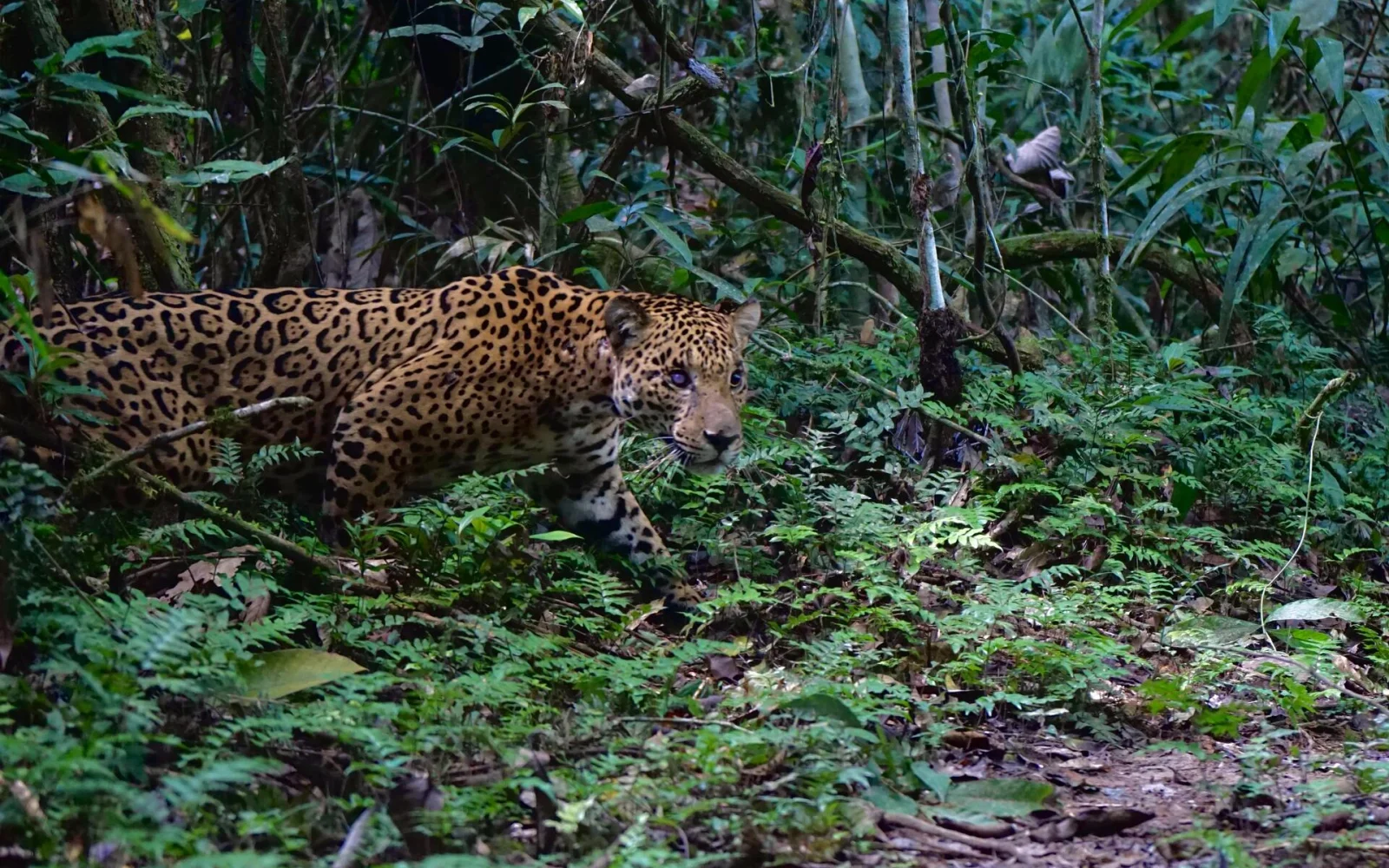 Unterwegs auf den Spuren der Pumas und Jaguare