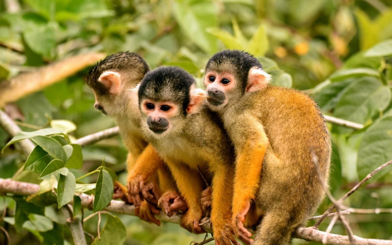 Beobachtung von verschidenen Affenarten im Madidi Nationalpark