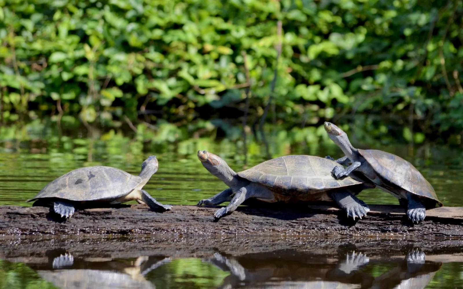 Sie beobachten Schildkröten, Kaimane, Capybaras und viele weitere Tiere