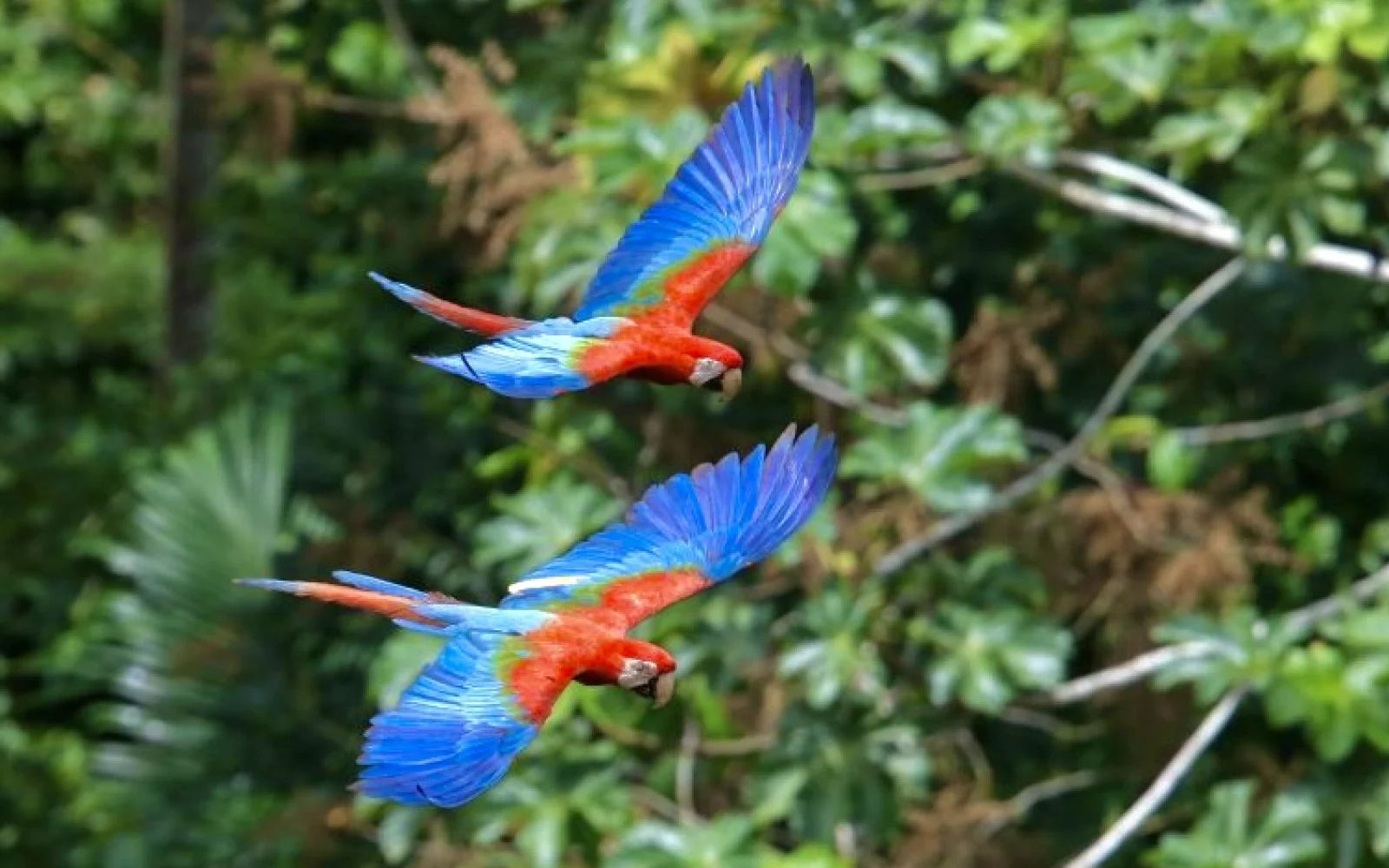 Der Amazonas Regenwald ist die Heimat von einer Vielzahl an Papageienarten