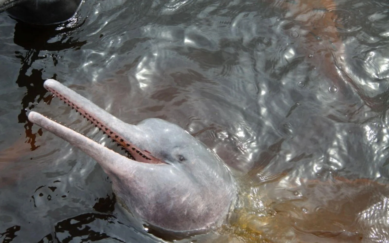 Sie können optional von Manaus aus die rosa Flussdelphine besuchen