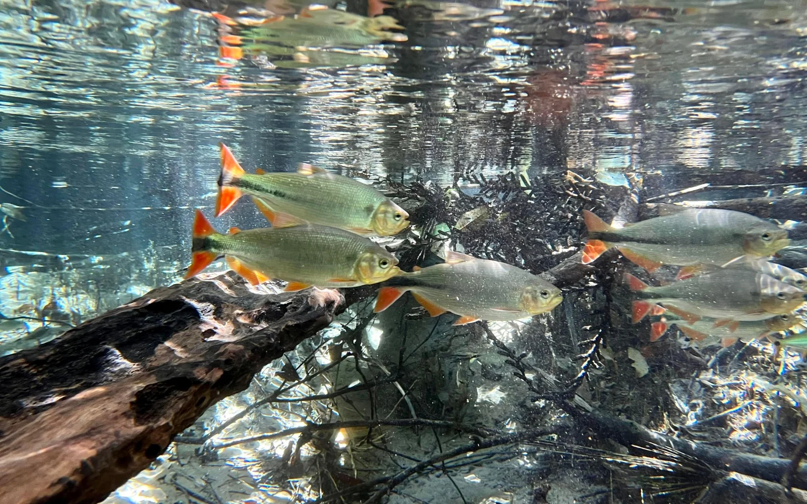 Schnorcheln in einem Süßwasserfluss bei Bom Jardim (Foto: A. Potzkai)