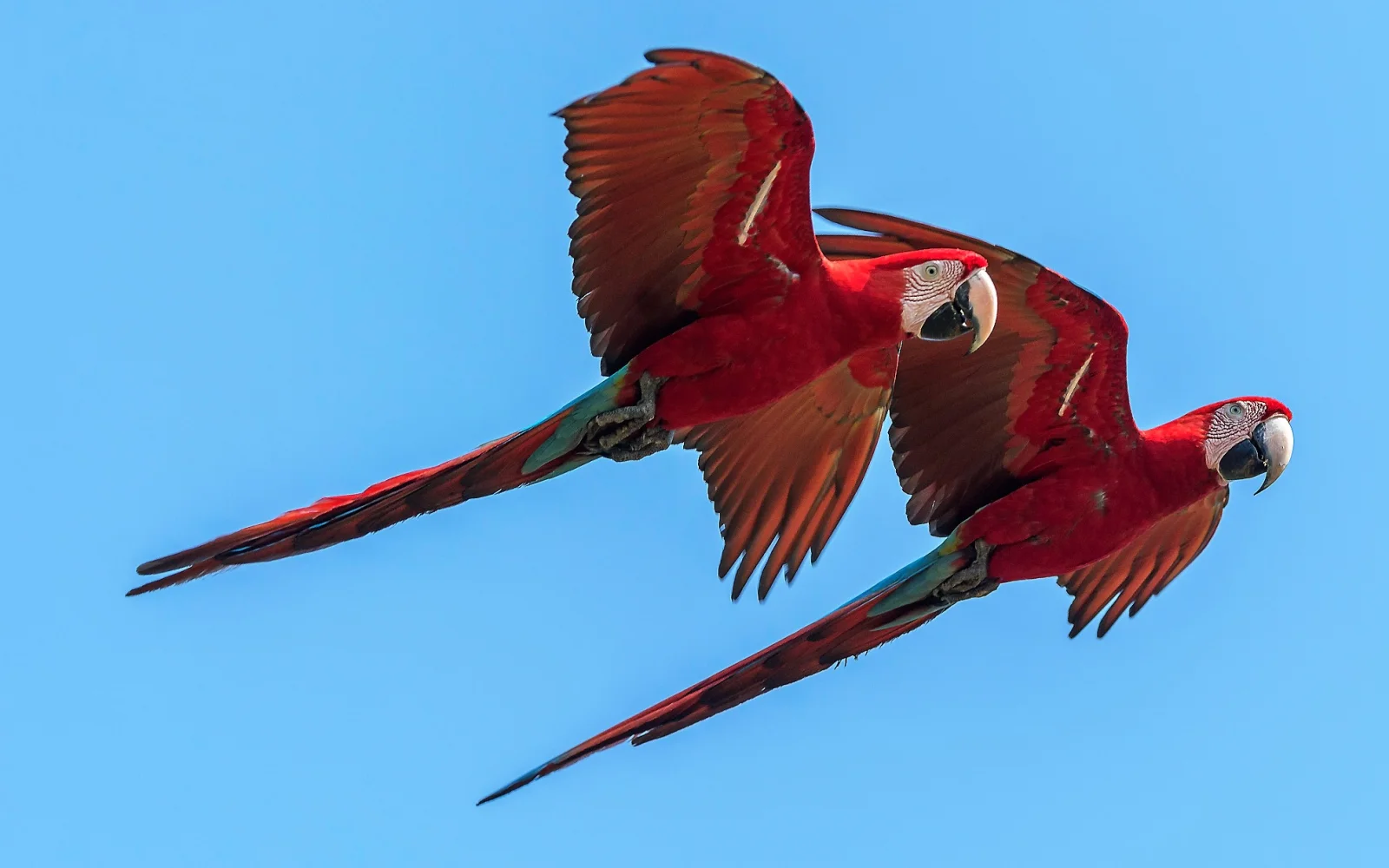 Wunderschöne Aras sind im Pantanal anzutreffen.