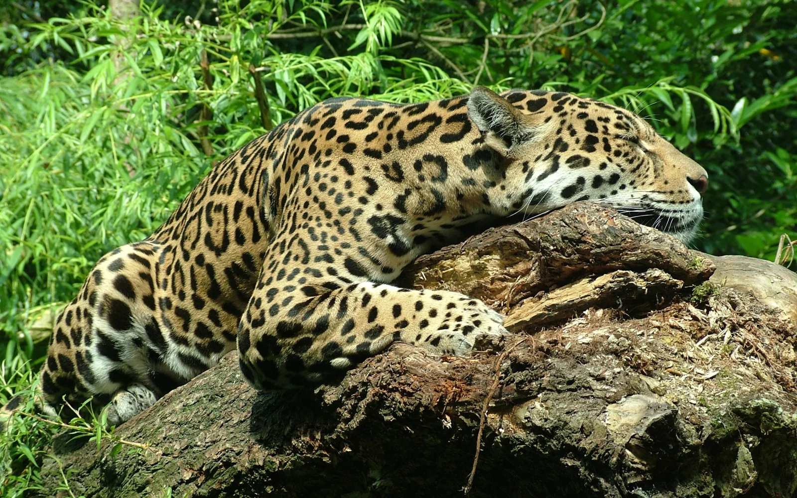 Auf einer optionalen Jaguarsafari sind die Sichtungschancen sehr gut.
