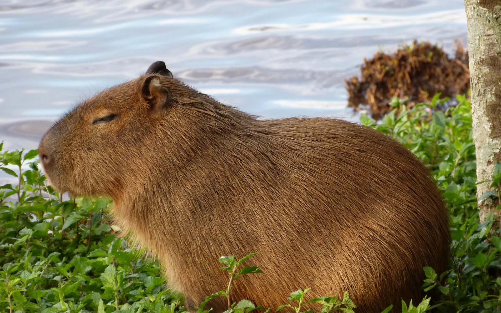Die süßen Wasserschweine sehen immer aus, als würden Sie Urlaub machen.