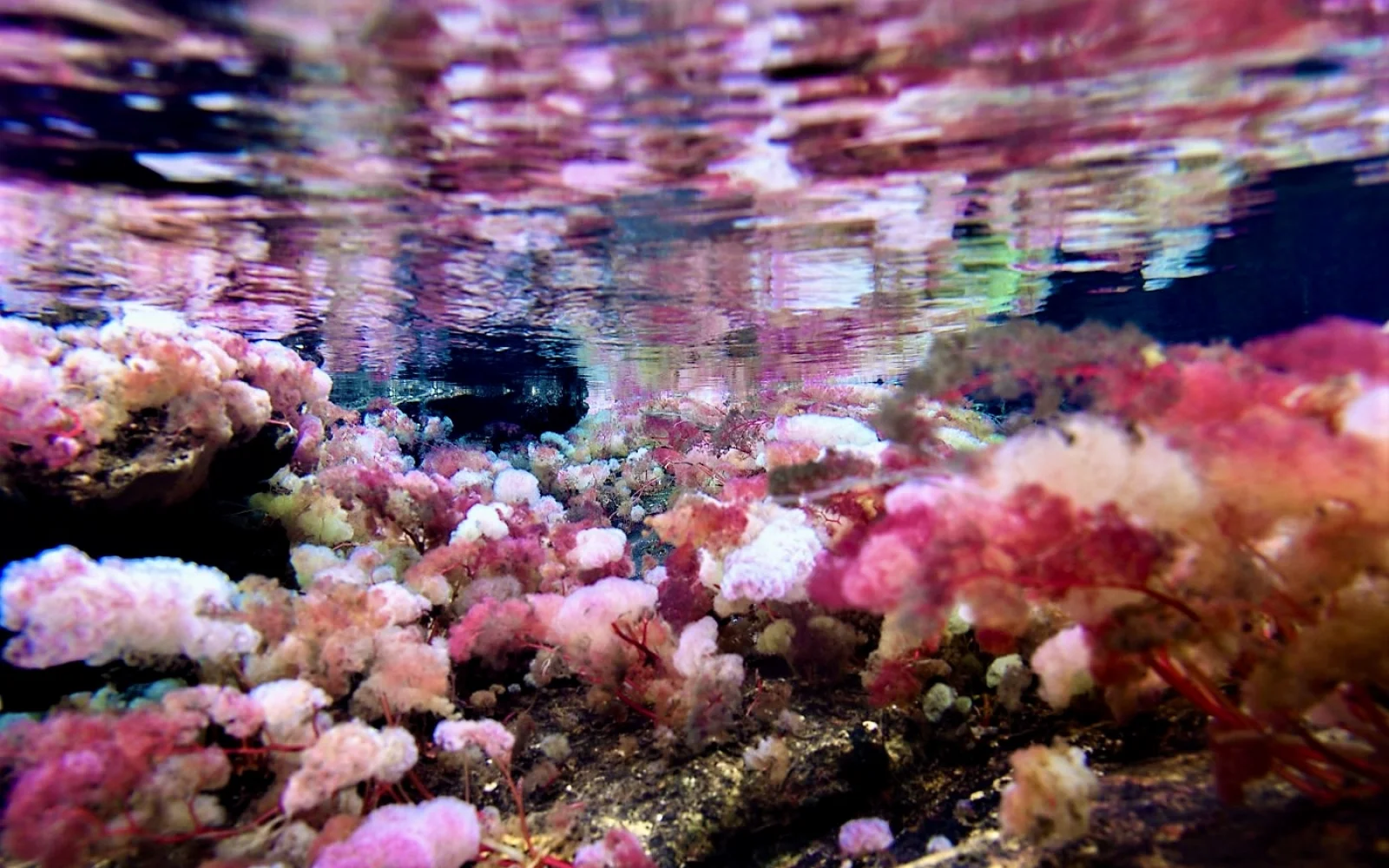 Die rot blühenden Unterwasserpflanzen im Fluss sind weltweit einmalig