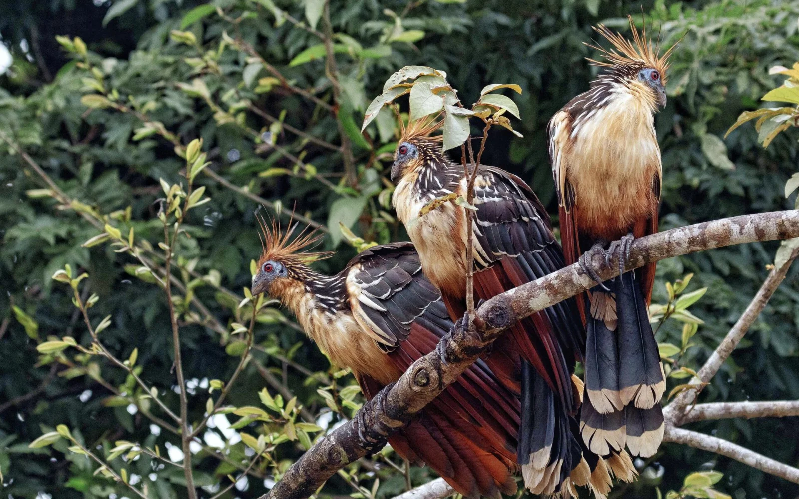 Im Amazonas sehen Sie zahlreichen exotische Vögel (Foto: E. Sczepannek)