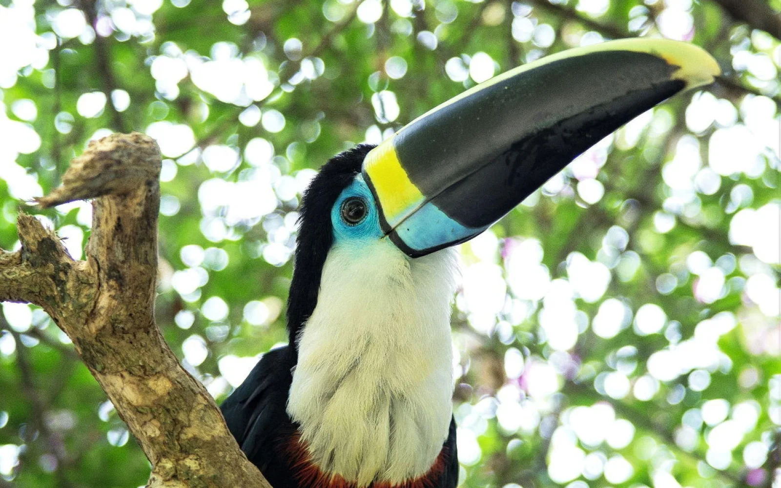 Exotische Vögel wie den Tukan in den Baumwipfeln beobachten