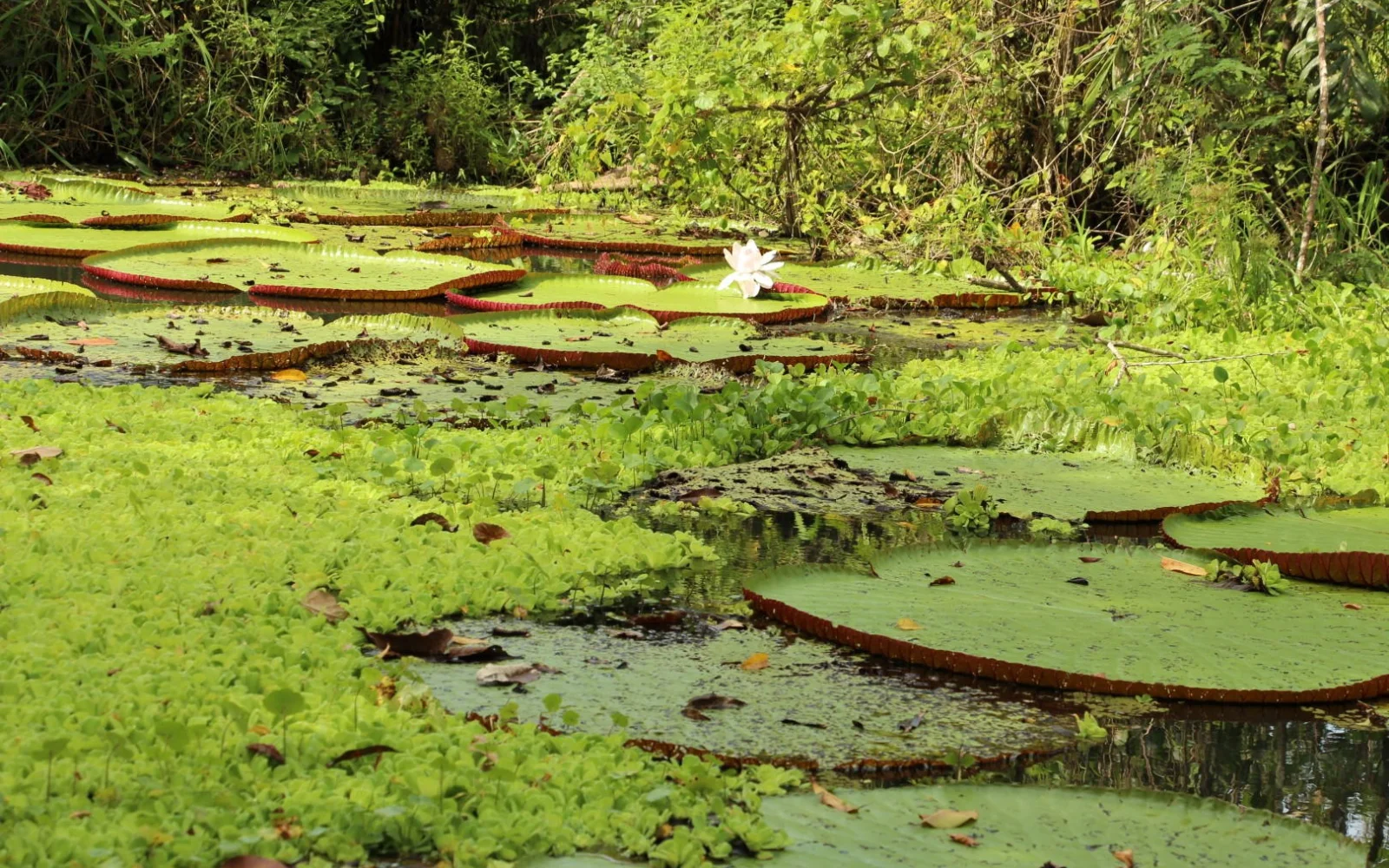 Riesenseerosen bei der Kajaktour auf dem See bewundern