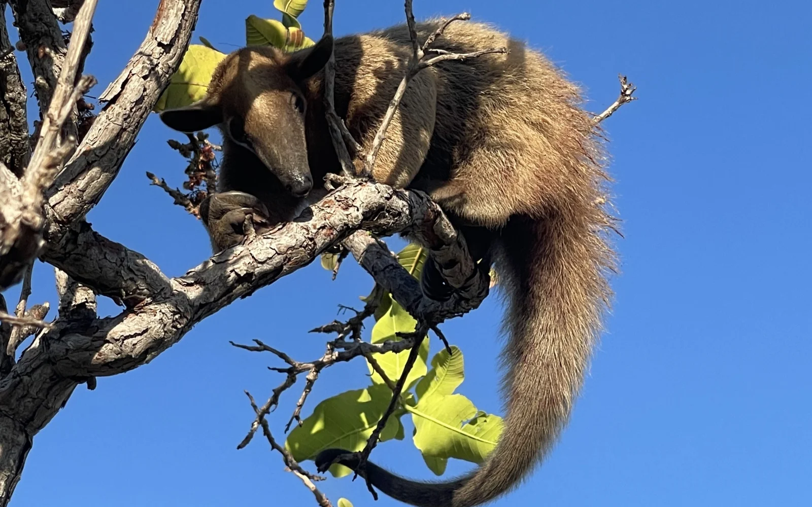 Tierbegegnung in freier Wildbahn: Tamandua (kleiner Ameisenbär)