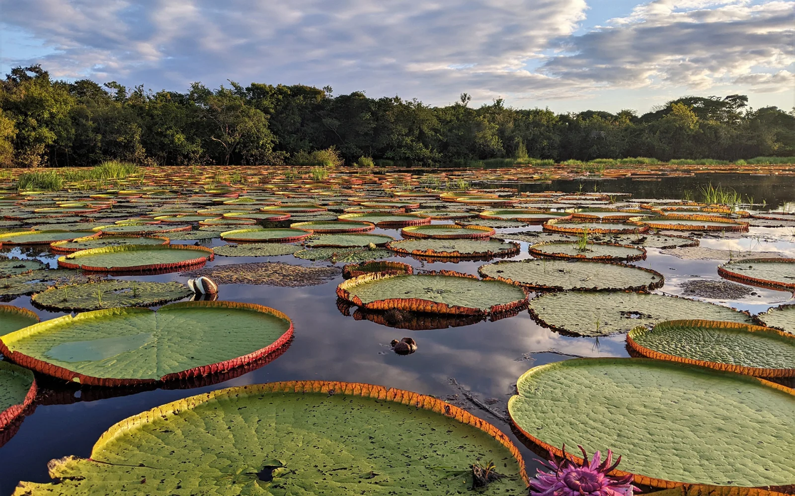 Riesenseerosen (Victoria Amazonica) öffnen sich im Glanz der Abendsonne
