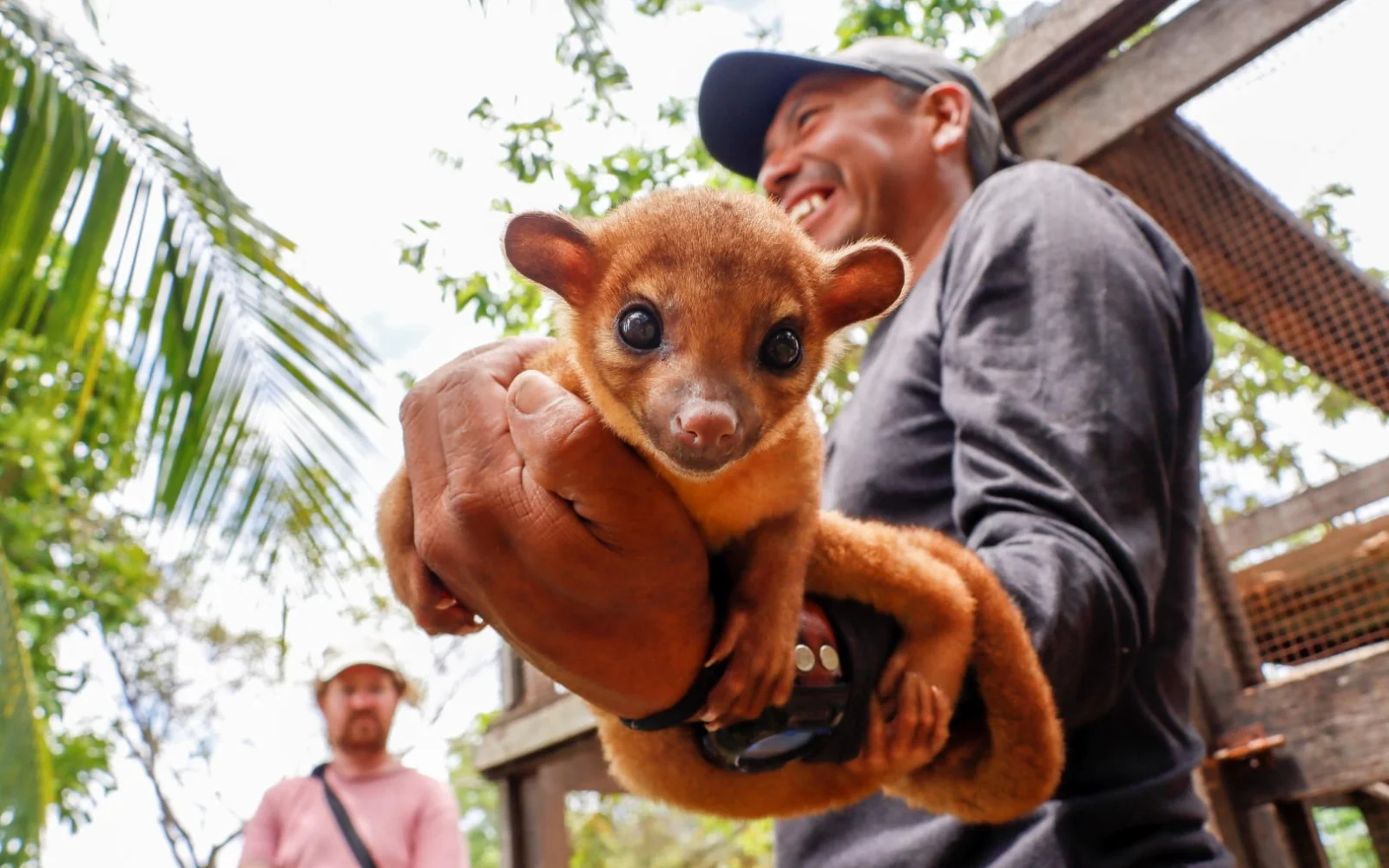 Neugieriger Wickelbär, bzw. Kinkajou (Foto: Elena Sczepannek)
