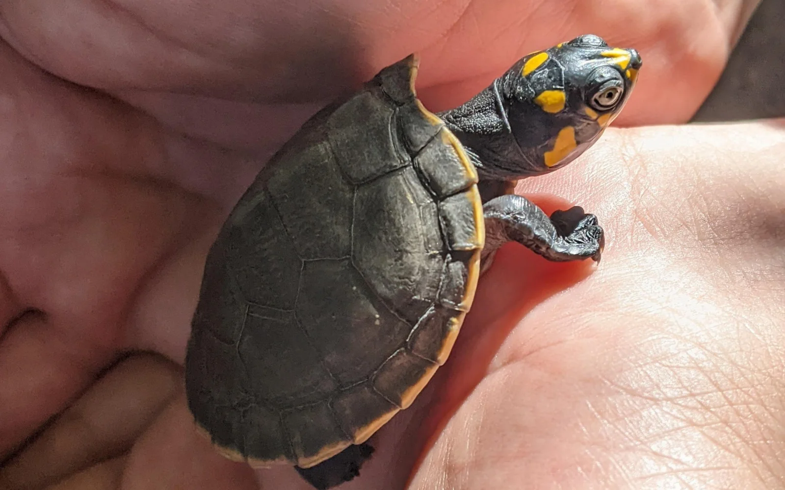 Die Flüsse beheimaten Kaimane, Riesenotter, Schildkröten und Anakondas.
