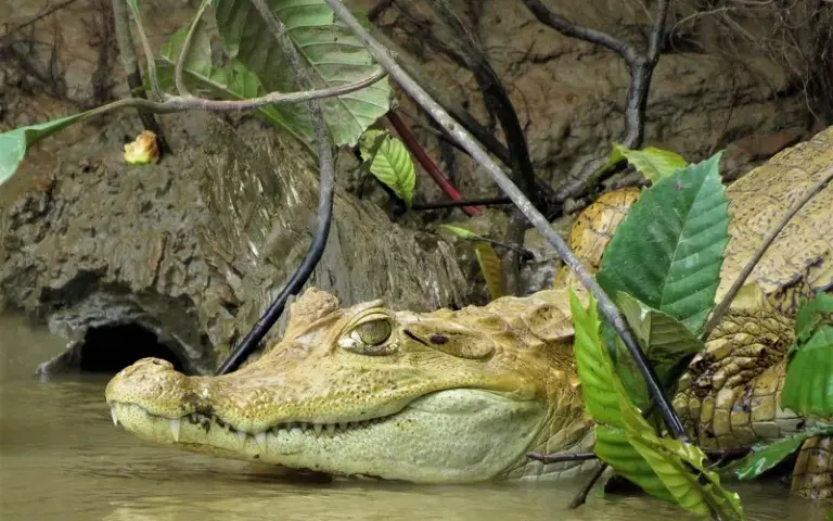 Flusskreuzfahrt: Wanderung und Piranhafischen im Amazonasquellgebiet