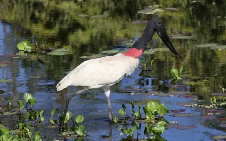 Tierbeobachtungen im Pantanal - per Boot und Jeep