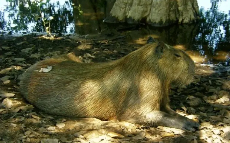 Tierbeobachtungen im Pantanal – zu Fuß und per Jeep