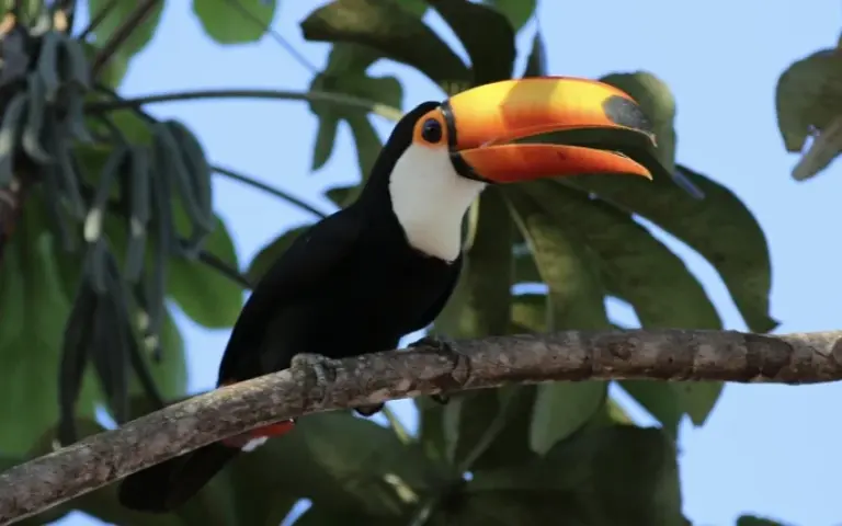 Tierbeobachtung im Pantanal und Flug nach Foz do Iguaçu