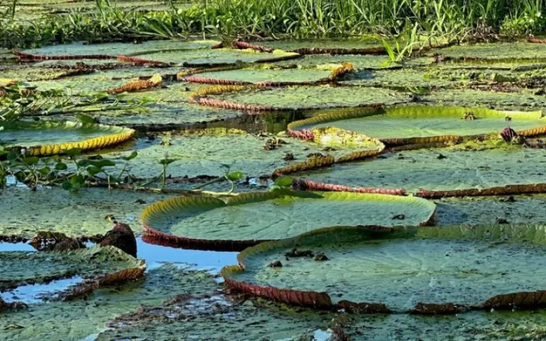 Besuch im Amazonas bei Indigenen und auf einer Maniokplantage