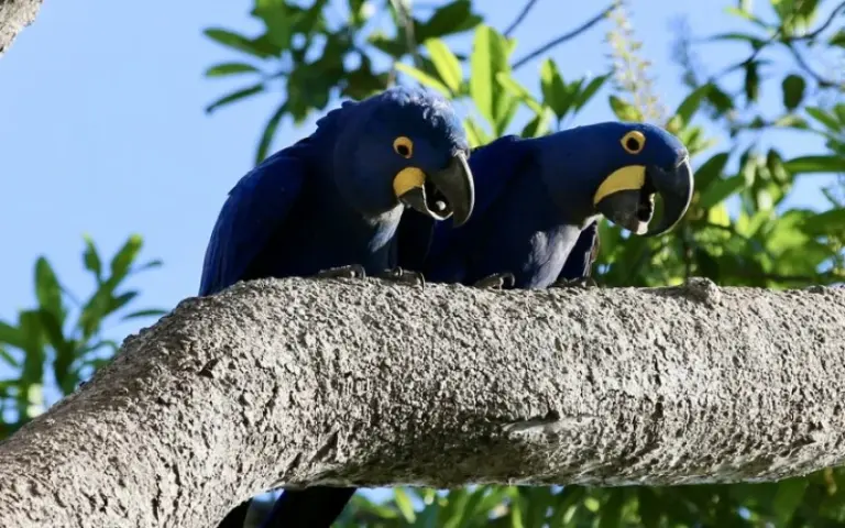 Weiterfahrt nach Bom Jardim, Schnorcheln und Besuch der wilden Aras