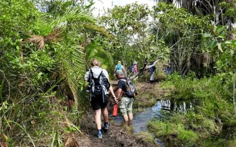 Flusswanderung und Besuch einer Forschungsstation im Regenwald