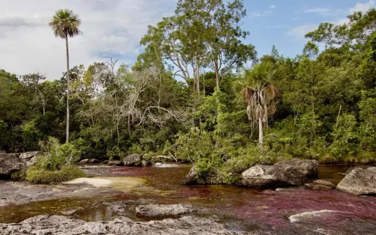 Faszinierendes Farbenspiel am Regenbogenfluss, dem Caño Cristales
