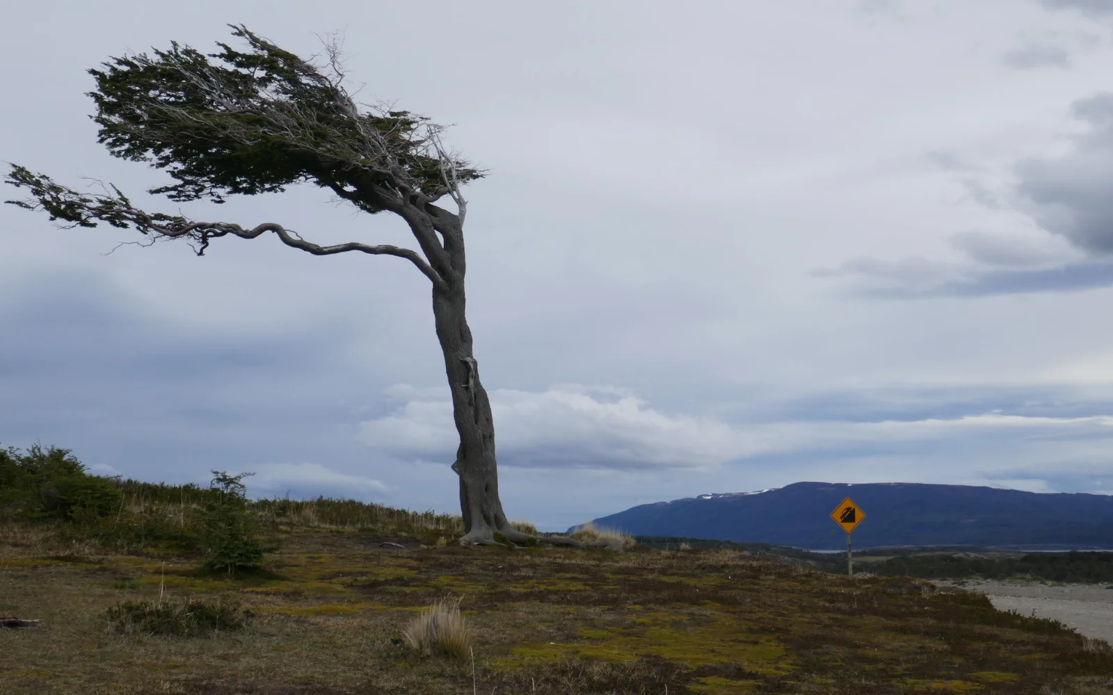 Der Wind prägt die Baumformen in Feuerland