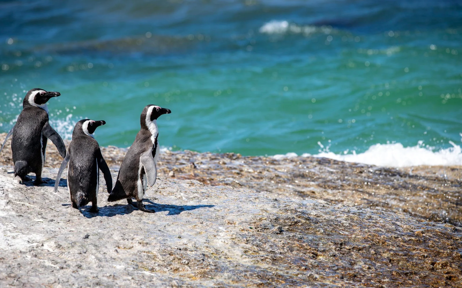 Lassen Sie sich von den Pinguinen verzaubern.
