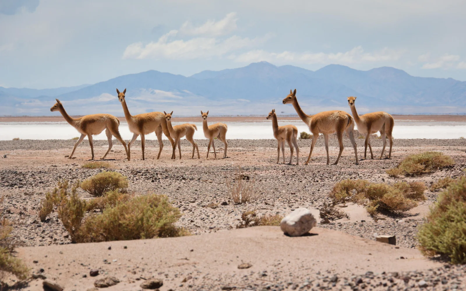 Anden, Salzwüsten und Andenkamele,die Vicuñas: So schön ist Argentinien