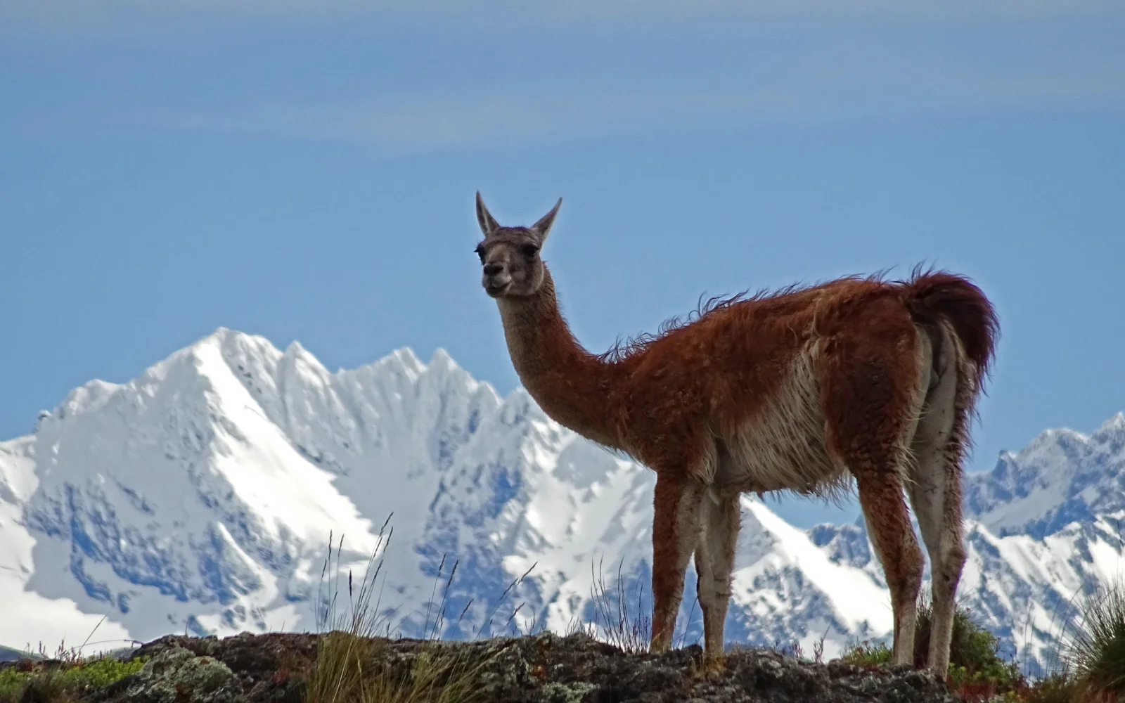 Unbekannt, aber nicht bei den Guanacos: der Avilés Trail im Park Patagonia 