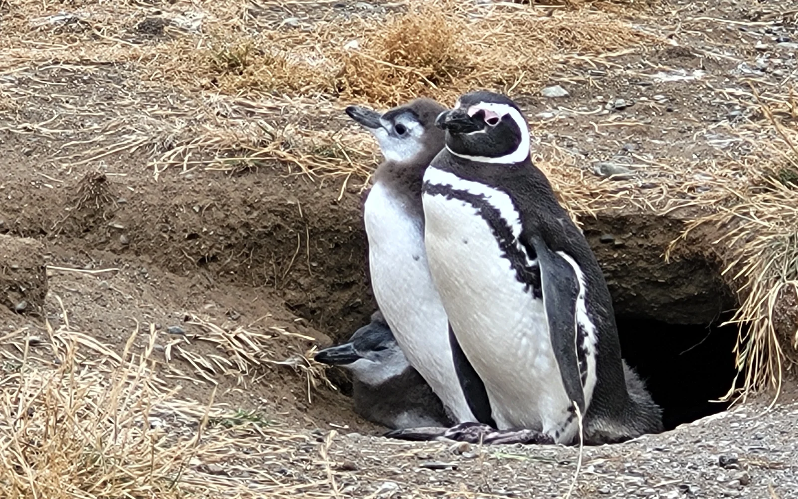 Magellanpinguine sagen auf der Isla Magdalena Buenos Dias! (Foto E. Rothe)