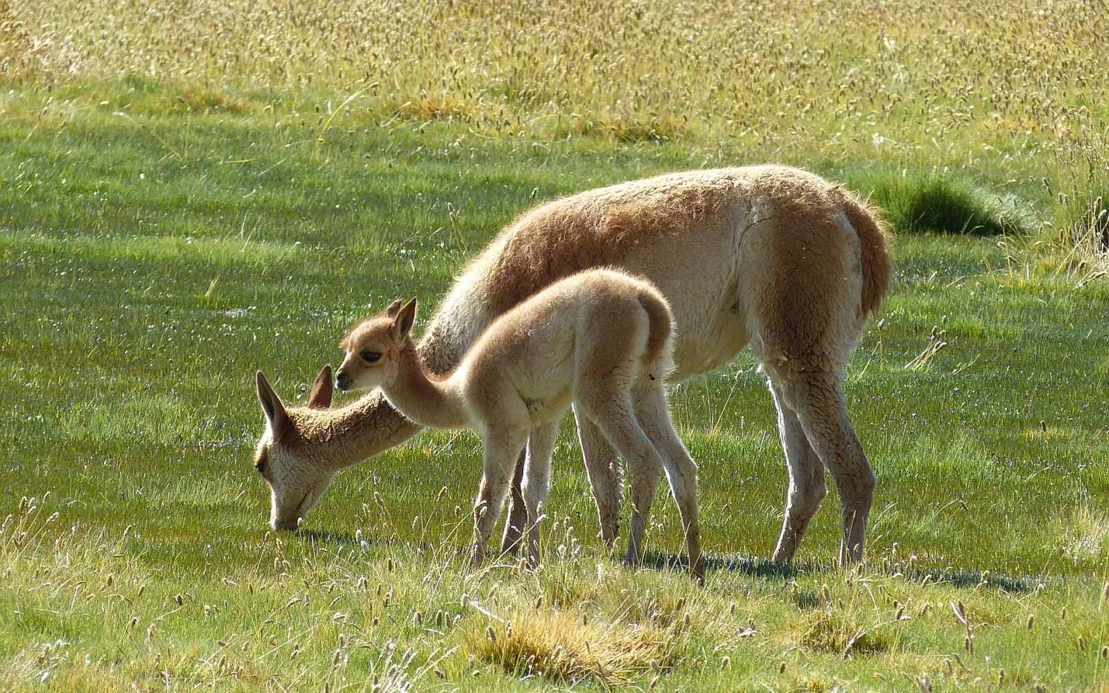 Guanacos und Vicunas sind südamerikanische Kamele