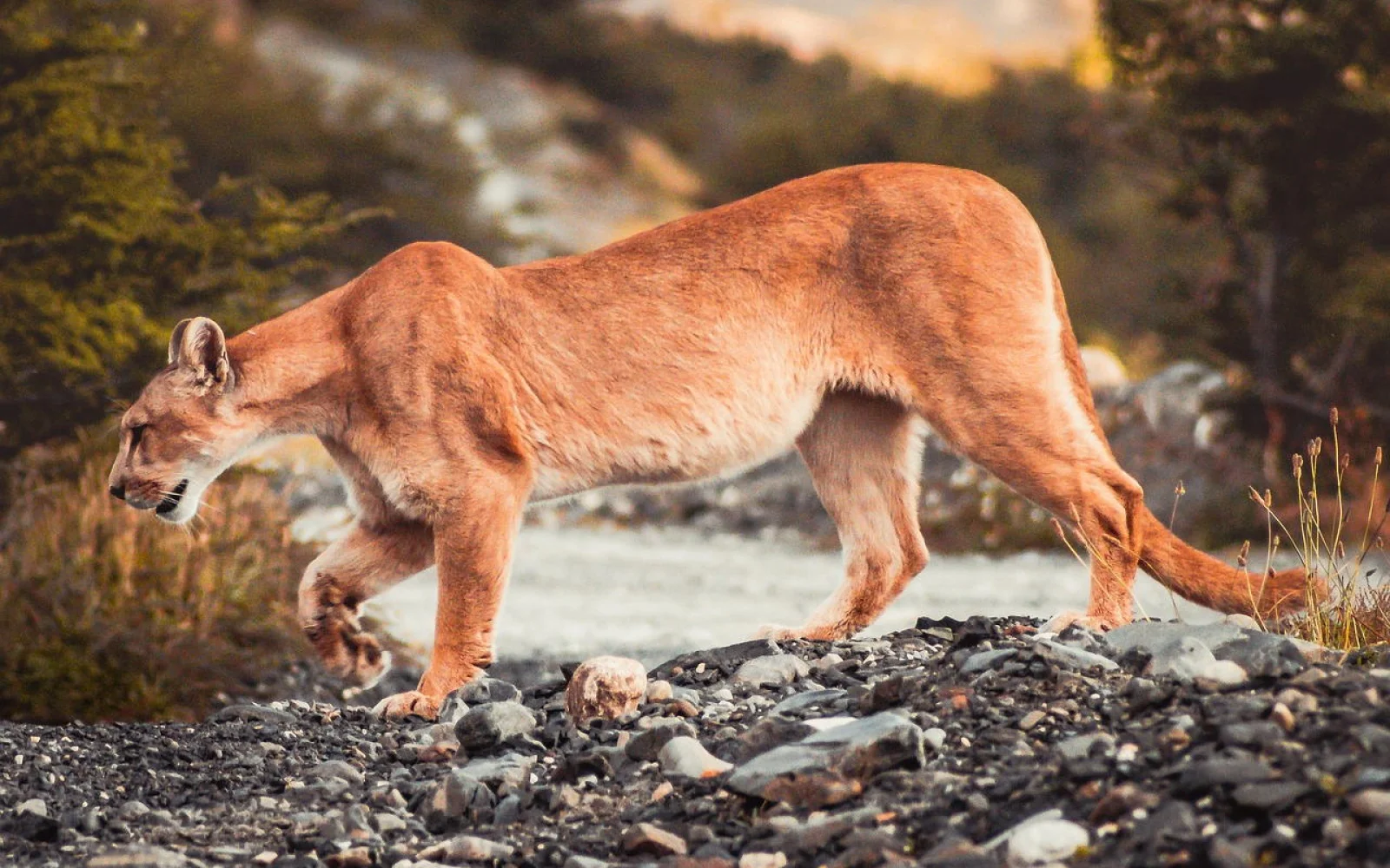 Einen Puma sehen Sie mit etwas Glück im Torres del Paine Nationalpark