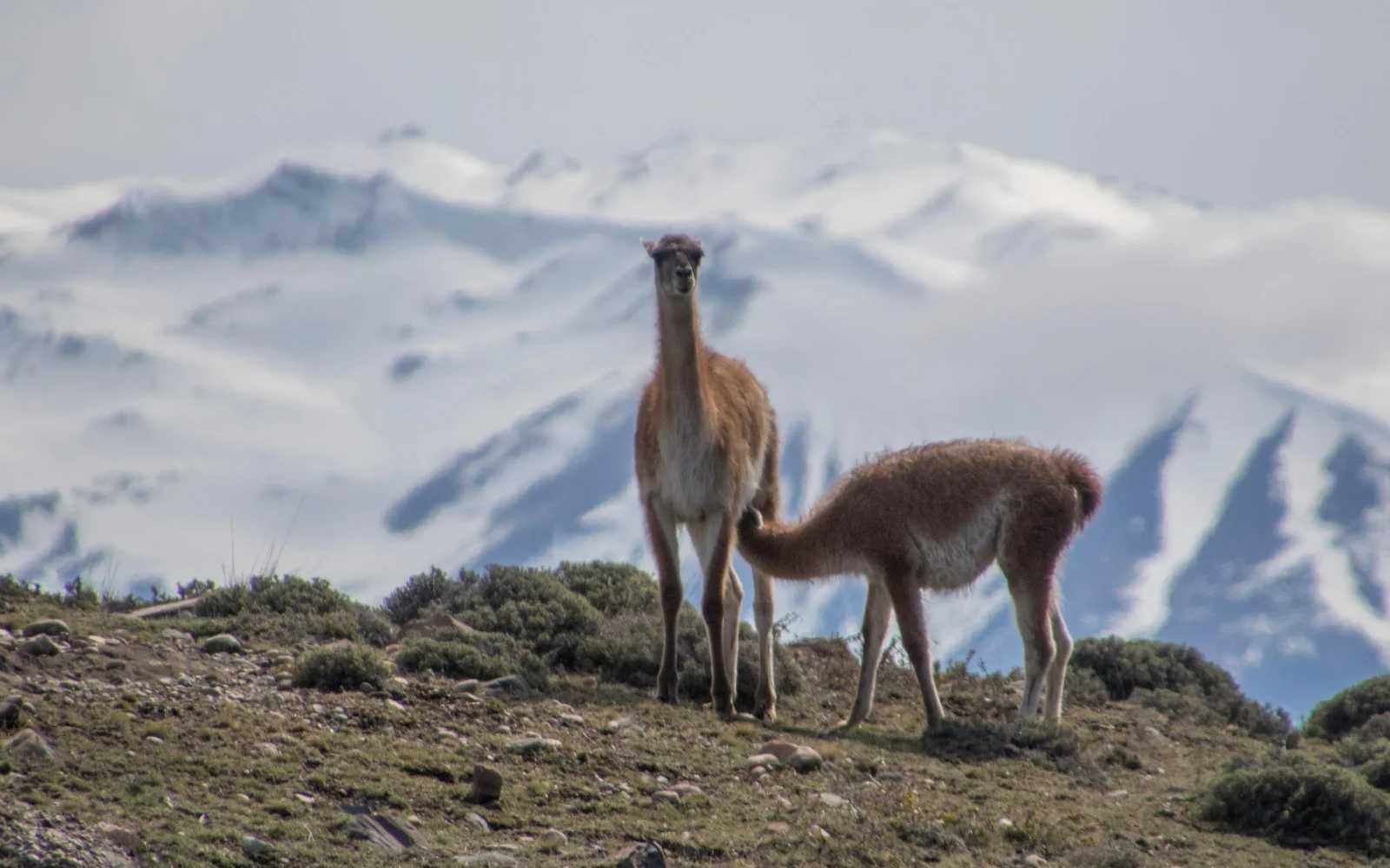 Grazile Guanacos sind Ihre Begleiter auf Wanderungen