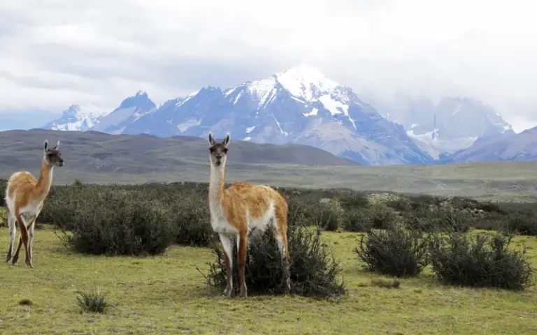 Flug nach Puerto Natales in Chiles rauen Süden
