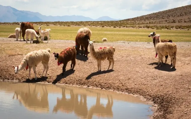 Panoramafahrt nach Salta und Mumien aus der Inkazeit