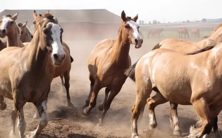 Tradition, Natur und Geschmack: Ein Gaucho-Tag