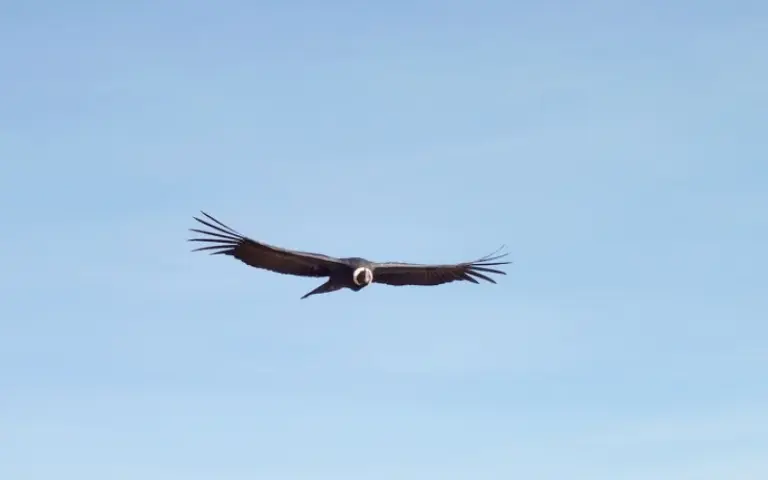 Fahrt nach Punta Arenas