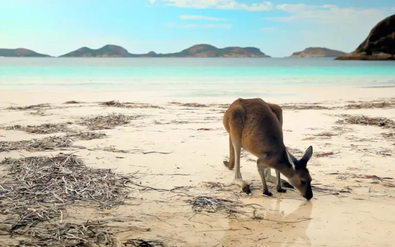 Kangerus sind überall - wie auch hier in der Lucky Bay - zu sichten