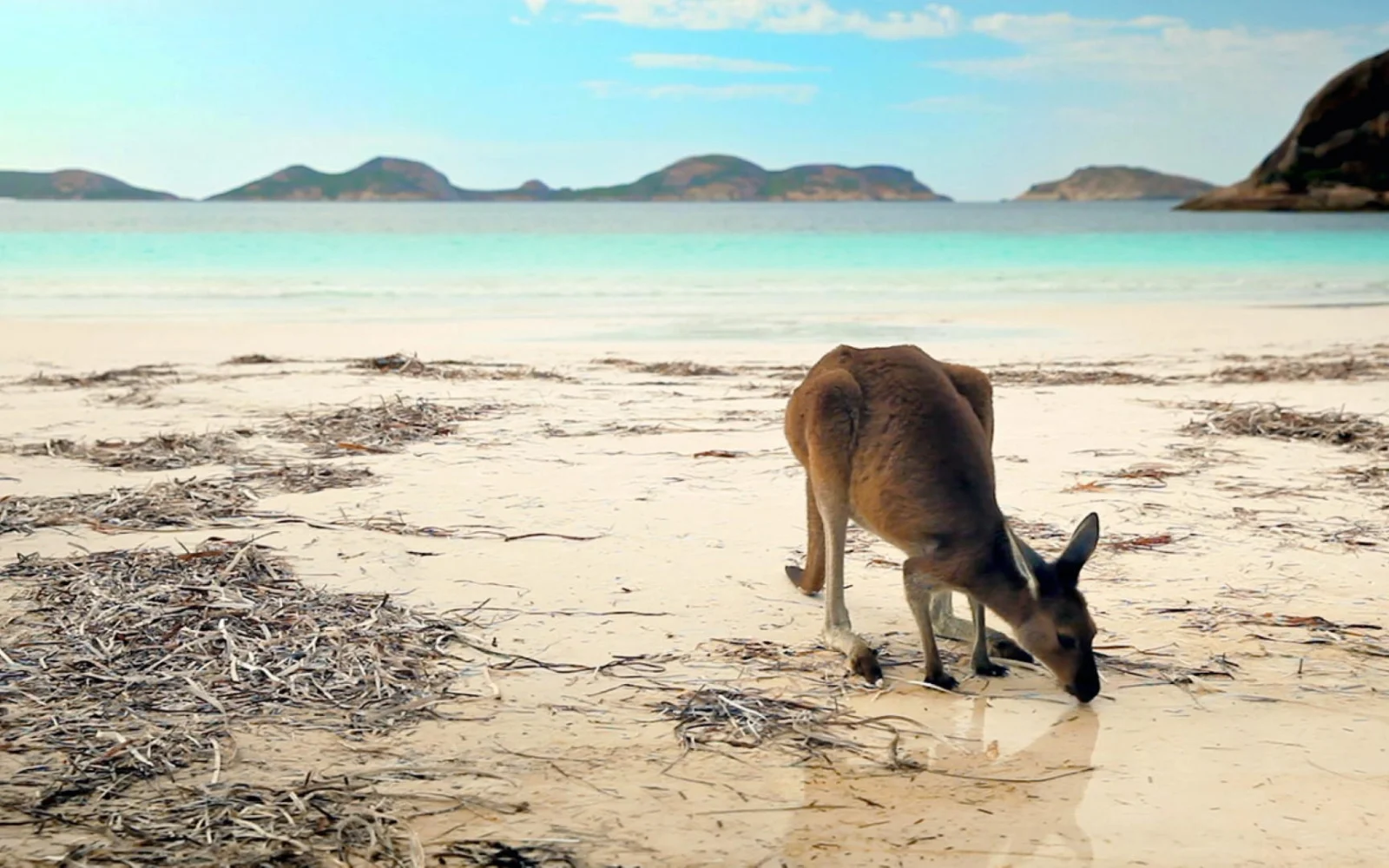 Kangerus sind überall - wie auch hier in der Lucky Bay - zu sichten