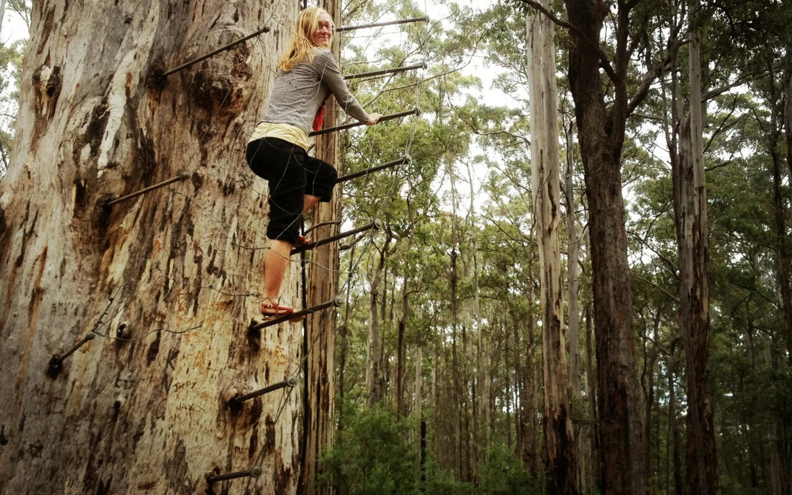 Wandeln Sie auf dem Tree Top Walk. Wagemutige können zudem einen der höchsten "Feueraussichtsbäume" der Welt erklimmen