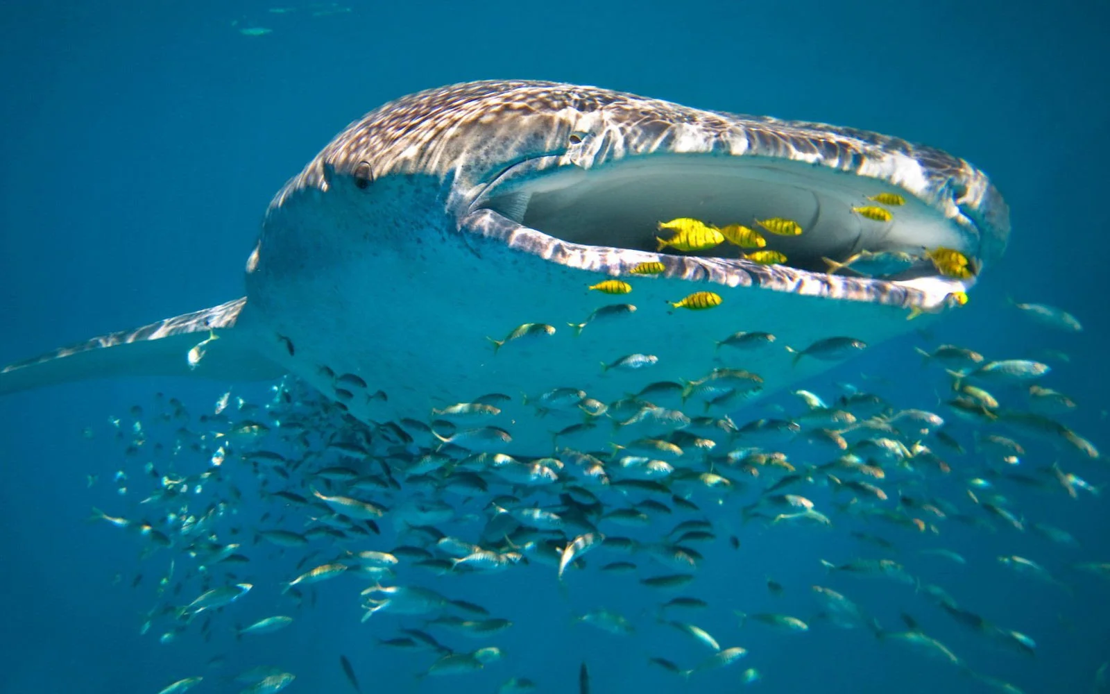 Whale Sharks am Ningaloo-Riff (© Luxury Lodges of Australia)