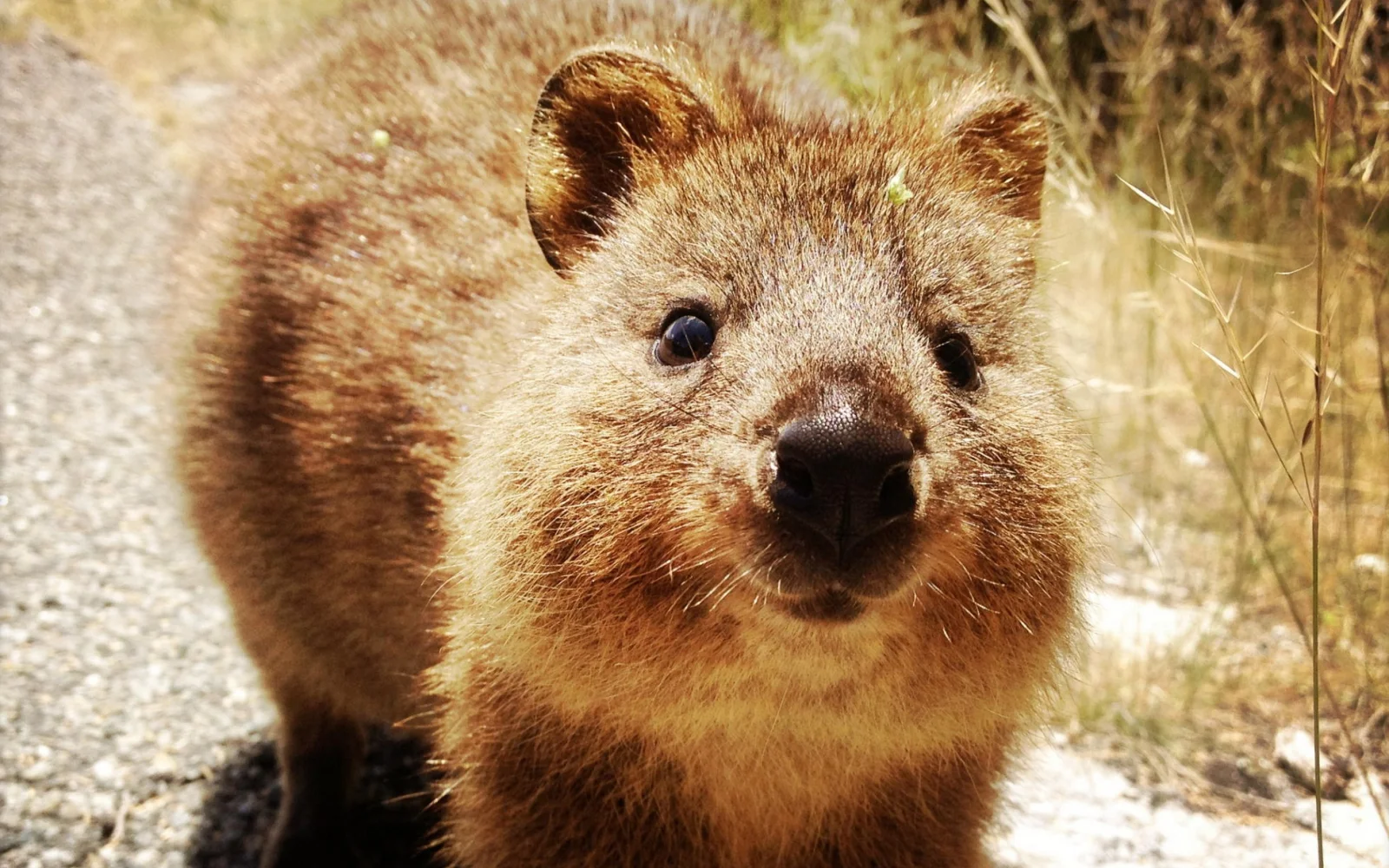 Quokkas - Bewohner von Rottnest Island